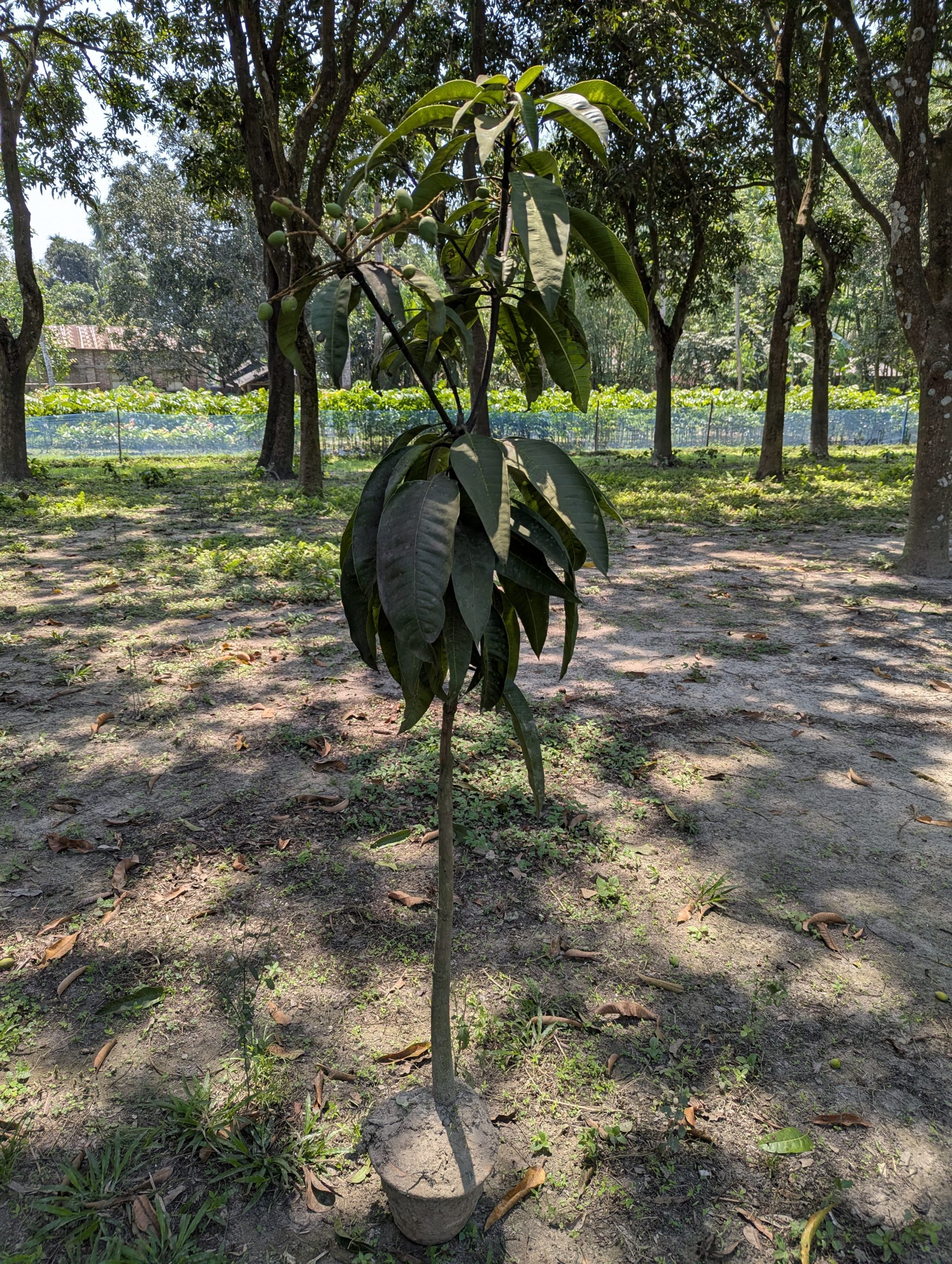 Mango Tree 3
