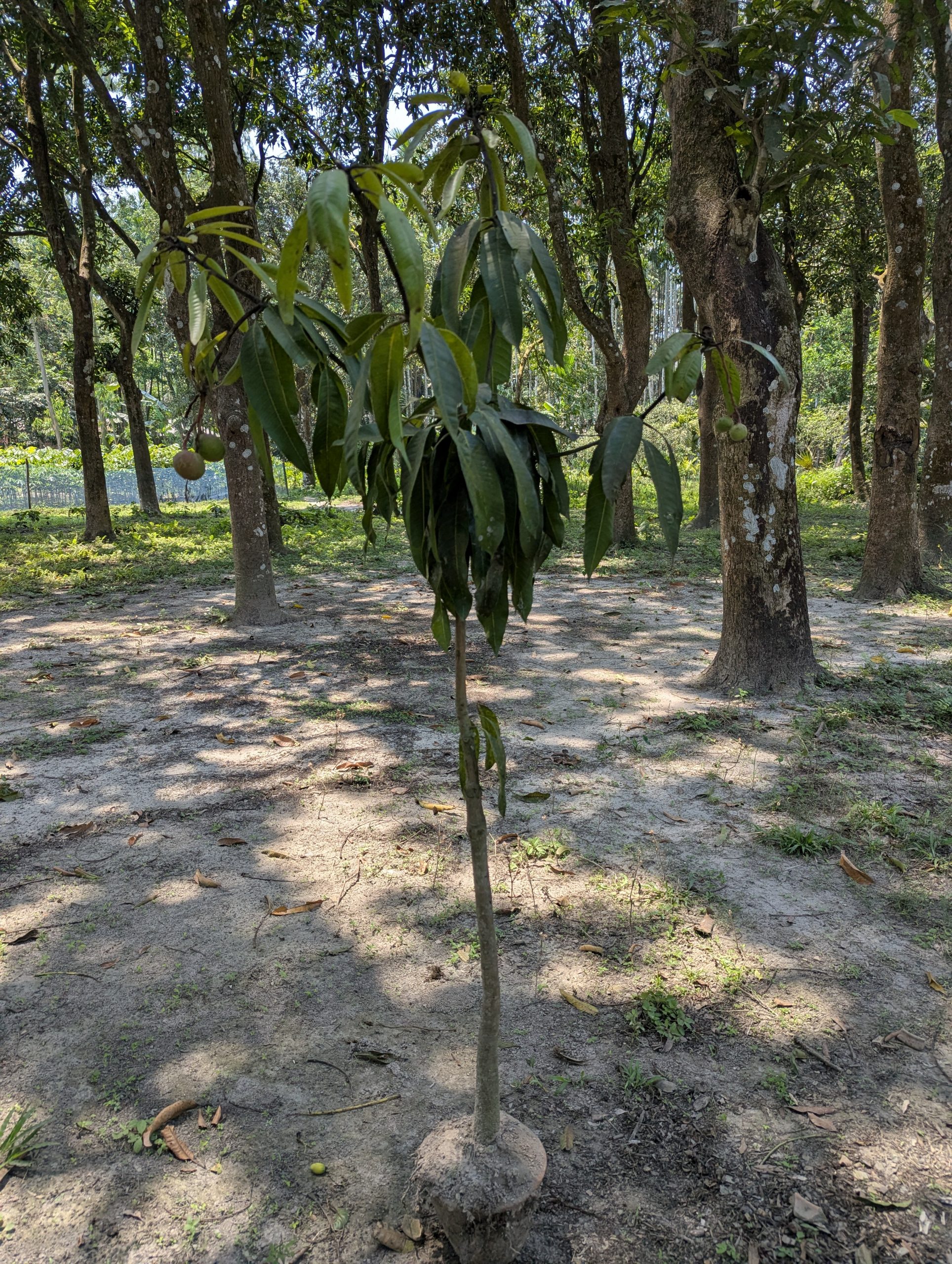 Mango Tree 4