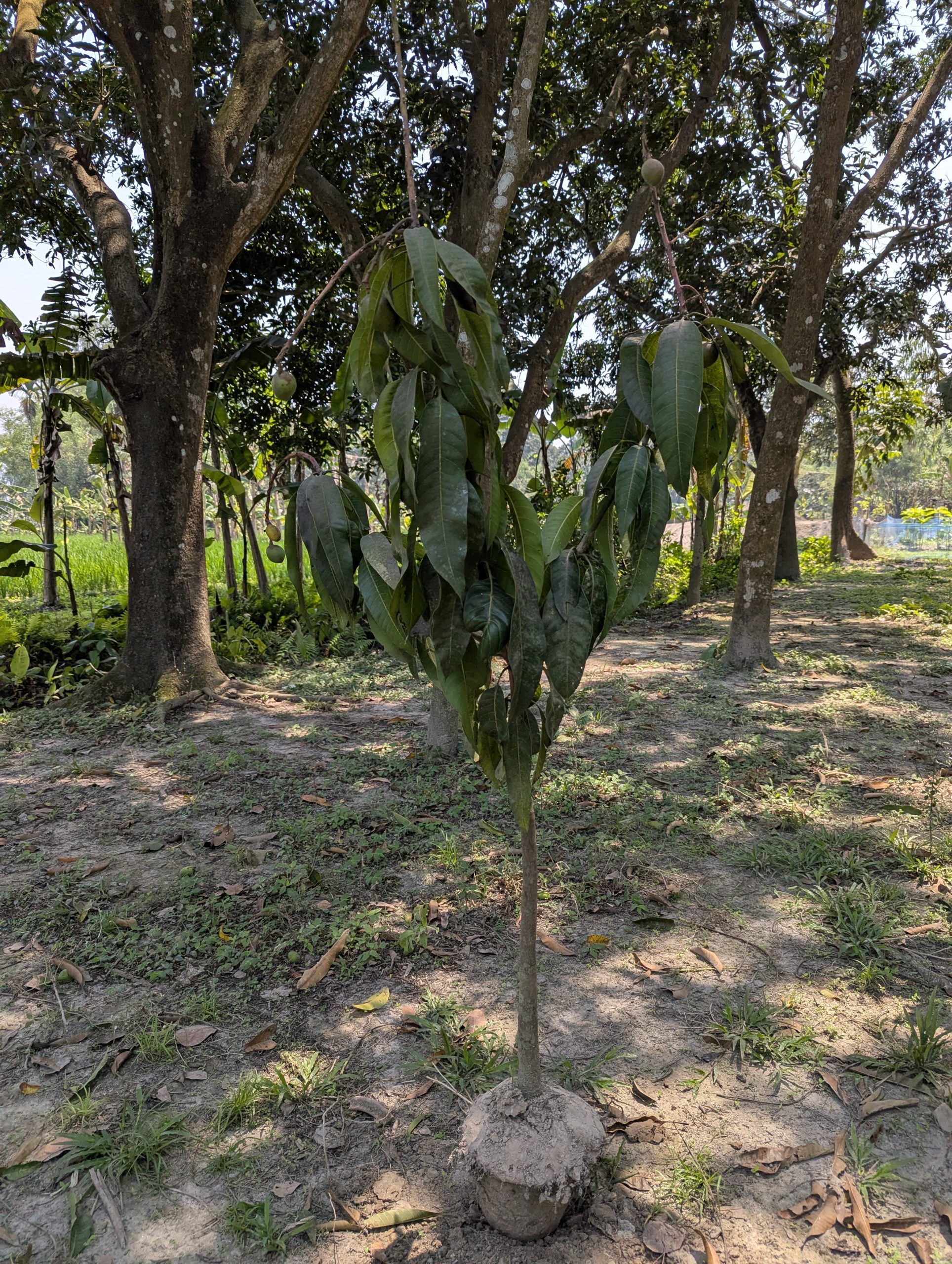 Mango Tree 1