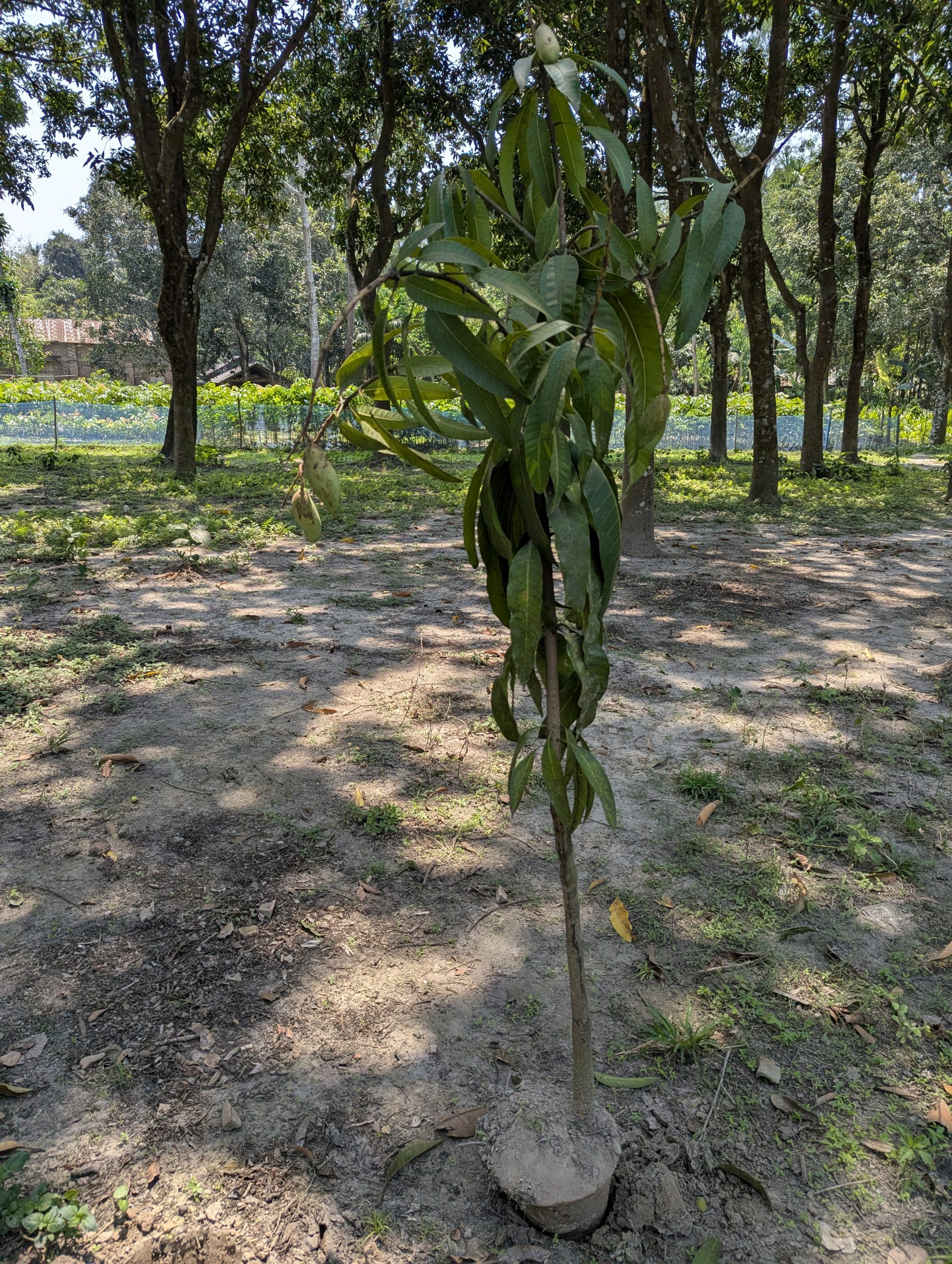 Mango Tree 2