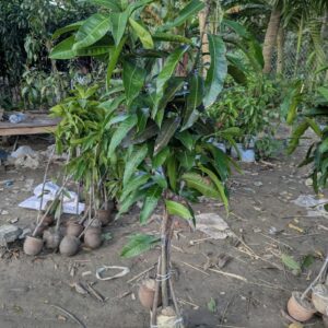 ১০ পিচ এর প্যাকেজ