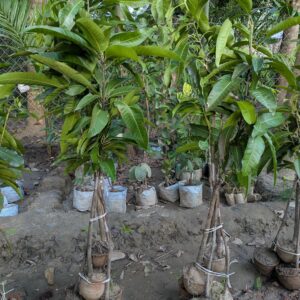 ০৫ পিচ এর প্যাকেজ